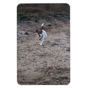 Capo von Oppenheim Jack Russell Terrier, Dog Magnet