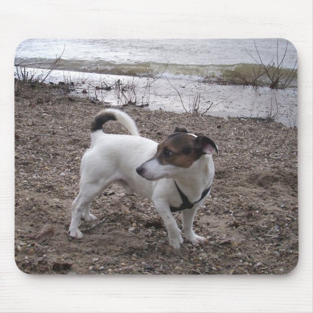 Capo von Oppenheim Jack Russell Terrier, Dog Mousepad (Vorne)
