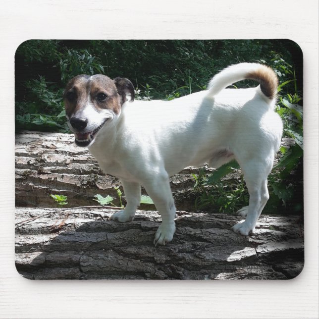 Capo von Oppenheim Jack Russell Terrier, Dog Mousepad (Vorne)