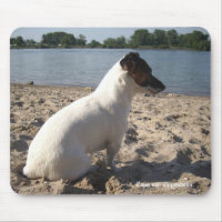 Capo von Oppenheim Jack Russell Terrier, Dog