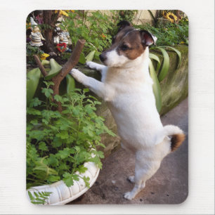 Capo von Oppenheim Jack Russell Terrier, Dog Mousepad