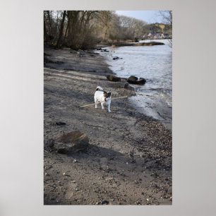 Capo von Oppenheim, Jack Russell Terrier dog Poster