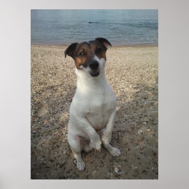 Capo von Oppenheim, Jack Russell Terrier dog Poster (Vorne)