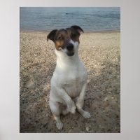 Capo von Oppenheim, Jack Russell Terrier dog