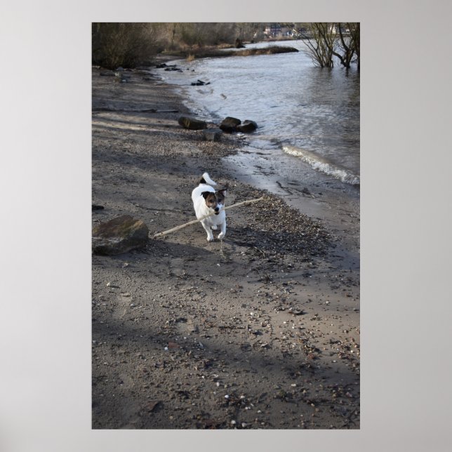 Capo von Oppenheim, Jack Russell Terrier dog Poster (Vorne)