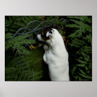 Capo von Oppenheim, Jack Russell Terrier dog