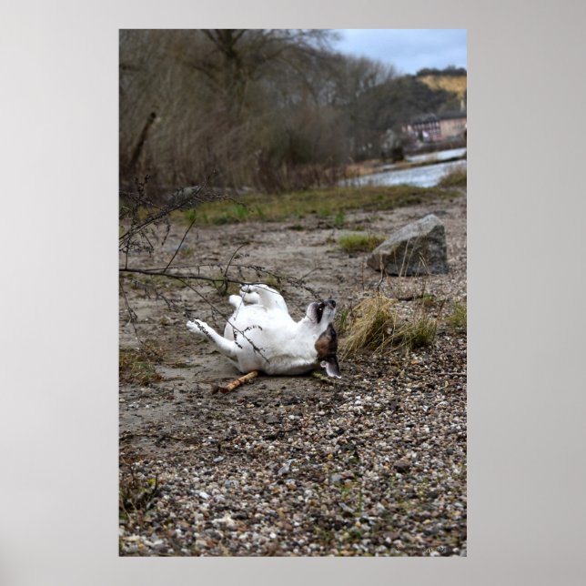 Capo von Oppenheim, Jack Russell Terrier dog Poster (Vorne)