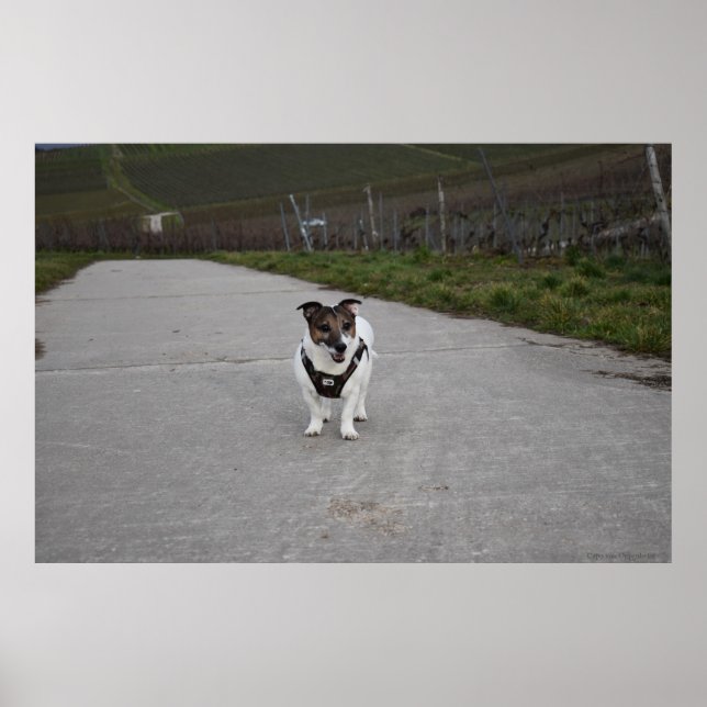 Capo von Oppenheim, Jack Russell Terrier dog Poster (Vorne)