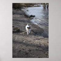 Capo von Oppenheim, Jack Russell Terrier dog