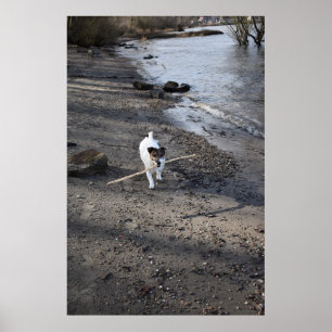 Capo von Oppenheim, Jack Russell Terrier dog Poster