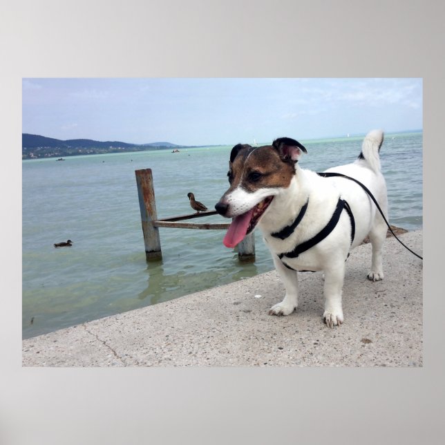 Capo von Oppenheim, Jack Russell Terrier Dog Poster (Vorne)