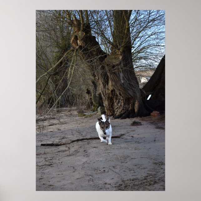 Capo von Oppenheim, Jack Russell Terrier Dog Poster (Vorne)