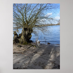 Capo von Oppenheim, Jack Russell Terrier Dog Poster