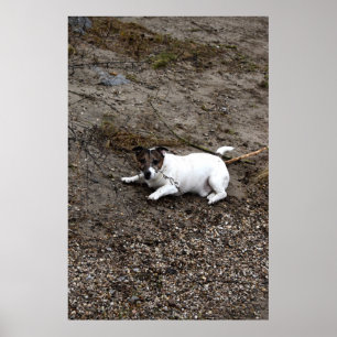 Capo von Oppenheim, Jack Russell Terrier dog Poster