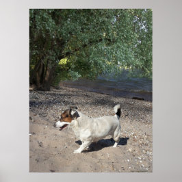 Capo von Oppenheim, Jack Russell Terrier dog Poster
