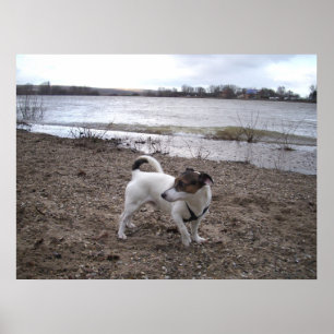 Capo von Oppenheim, Jack Russell Terrier dog Poster