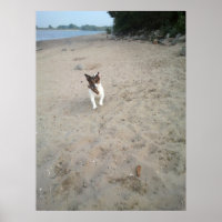 Capo von Oppenheim, Jack Russell Terrier dog