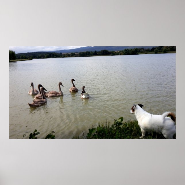 Capo von Oppenheim, Jack Russell Terrier Dog Poster (Vorne)