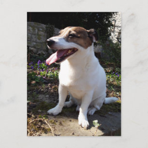 Capo von Oppenheim, Jack Russell Terrier Dog Postkarte