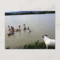 Capo von Oppenheim, Jack Russell Terrier Dog