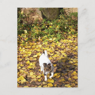 Capo von Oppenheim, Jack Russell Terrier Dog Postkarte