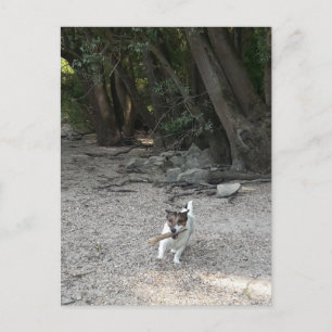 Capo von Oppenheim, Jack Russell Terrier Dog Postkarte
