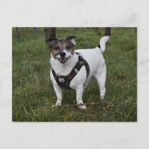 Capo von Oppenheim, Jack Russell Terrier Dog Postkarte