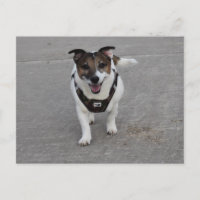 Capo von Oppenheim, Jack Russell Terrier Dog