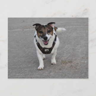 Capo von Oppenheim, Jack Russell Terrier Dog Postkarte