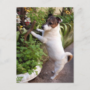 Capo von Oppenheim, Jack Russell Terrier Dog Postkarte