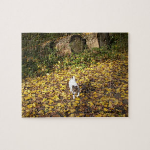 Capo von Oppenheim, Jack Russell Terrier Dog Puzzle