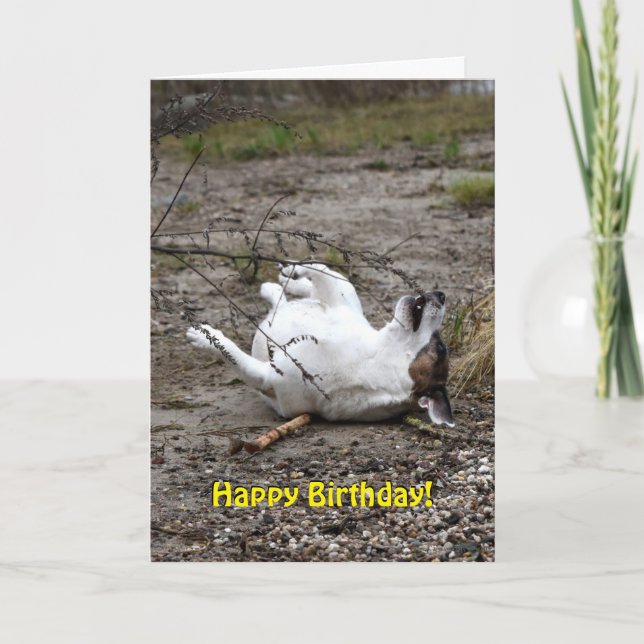 Capo von Oppenheim Jack Russell Terrier, Hund Karte (Vorderseite)