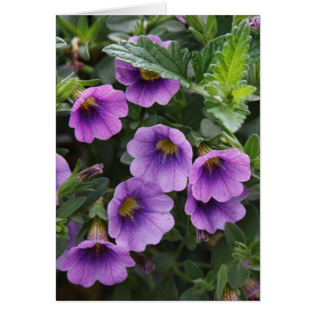 Capra Card 003 A (Vorne)