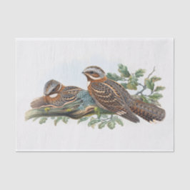 Caprimulgus Ruficollis, Decoupage Seidenpapier