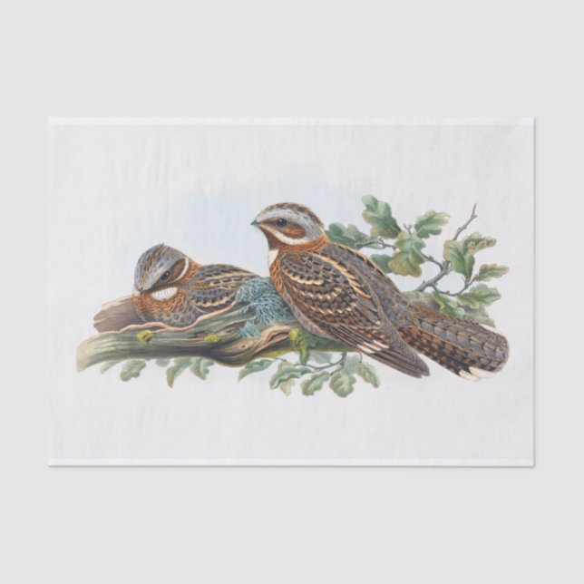 Caprimulgus Ruficollis, Decoupage Seidenpapier (Vorderseite)