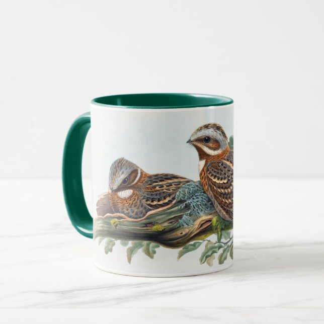 Caprimulgus Ruficollis Tasse (Vorderseite Links)