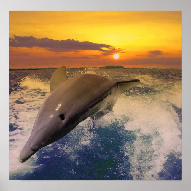 Captiva Dusk Poster (Vorne)