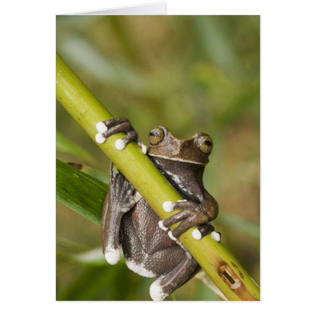 Captive Tapichalaca Tree Frog Hyloscirtus (Vorne)