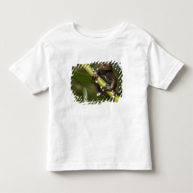 Captive Tapichalaca Tree Frog Hyloscirtus 2 Kleinkind T-shirt (Vorderseite)