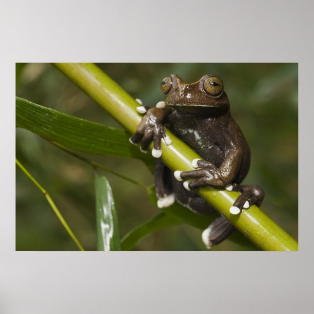 Captive Tapichalaca Tree Frog Hyloscirtus 2 Poster (Vorne)
