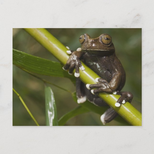 Captive Tapichalaca Tree Frog Hyloscirtus 2 Postkarte (Vorderseite)
