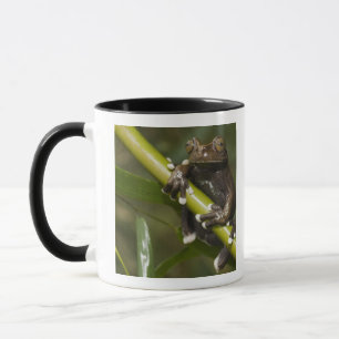Captive Tapichalaca Tree Frog Hyloscirtus 2 Tasse