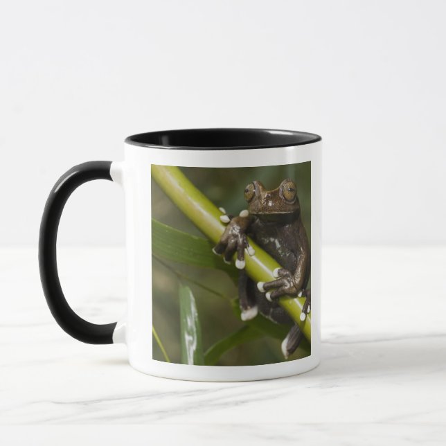 Captive Tapichalaca Tree Frog Hyloscirtus 2 Tasse (Links)