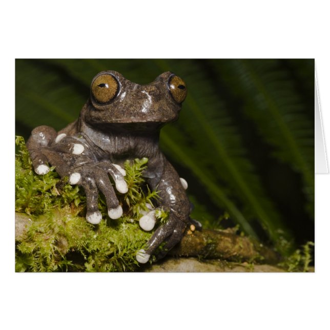Captive Tapichalaca Tree Frog Hyloscirtus 3 (Vorderseite (Horizontal))