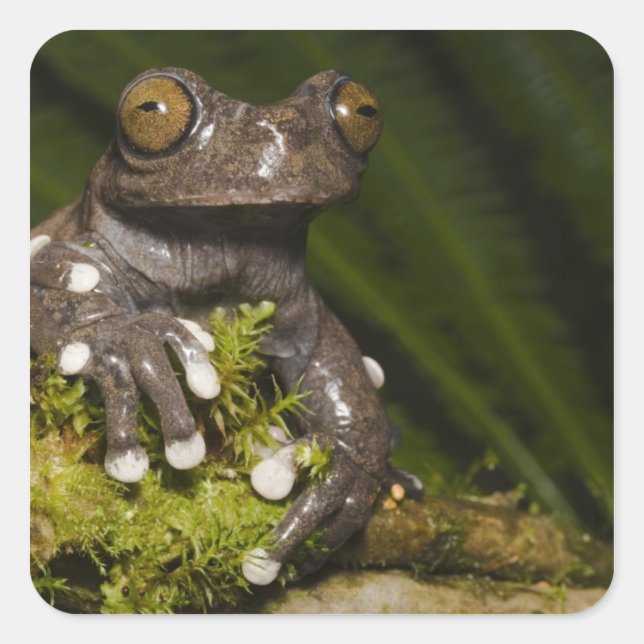Captive Tapichalaca Tree Frog Hyloscirtus 3 Quadratischer Aufkleber (Vorderseite)