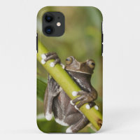 Captive Tapichalaca Tree Frog Hyloscirtus