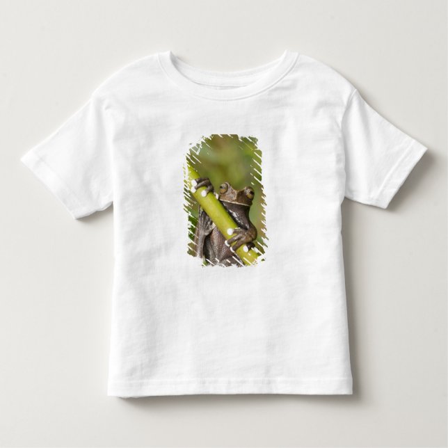 Captive Tapichalaca Tree Frog Hyloscirtus Kleinkind T-shirt (Vorderseite)