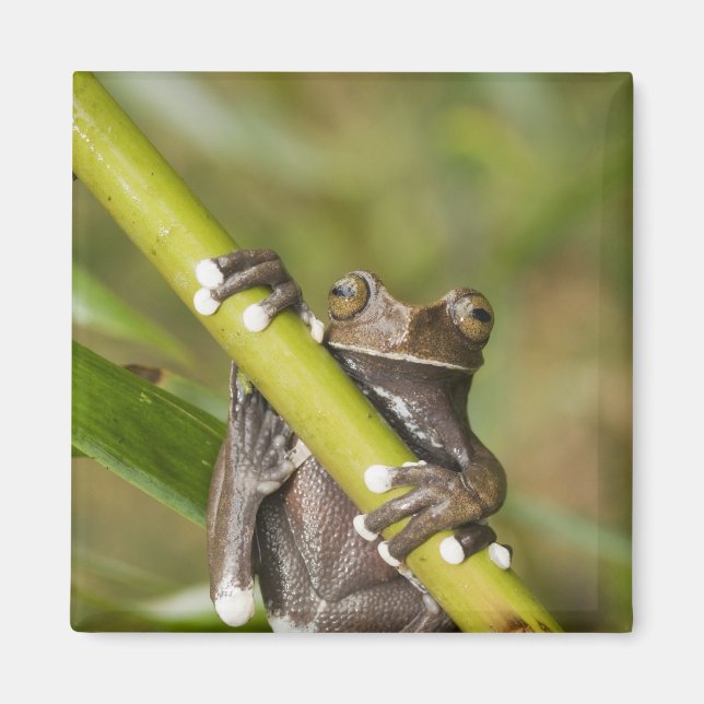 Captive Tapichalaca Tree Frog Hyloscirtus Magnet (Vorne)