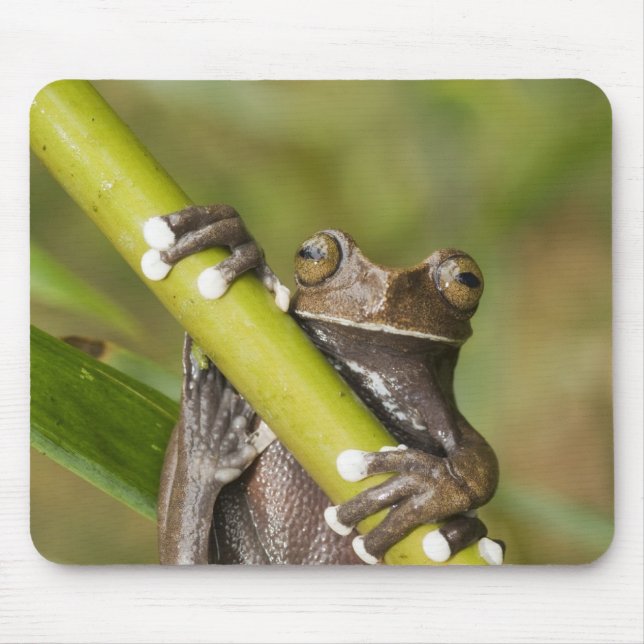 Captive Tapichalaca Tree Frog Hyloscirtus Mousepad (Vorne)