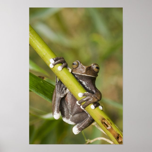 Captive Tapichalaca Tree Frog Hyloscirtus Poster (Vorne)